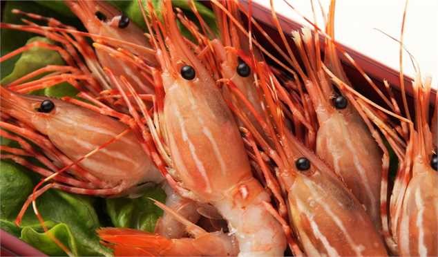 تولید متراکم میگو و گذر از تولید سنتی به نوین