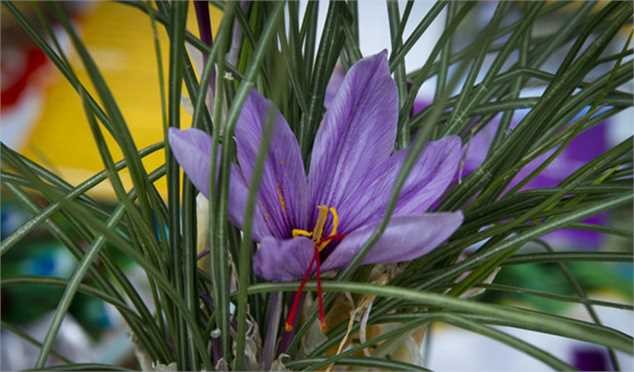 ماهانه چقدر زعفران از کشور قاچاق می‌شود؟