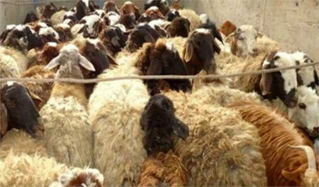 گوشت قرمز و دام زنده ارزان می‌شوند