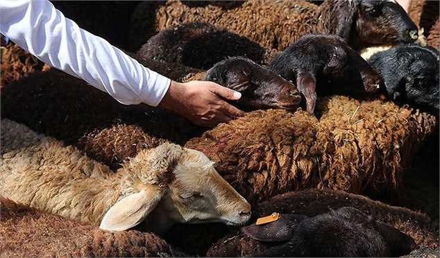 تولید گوشت قراردادی اجرا می‌شود