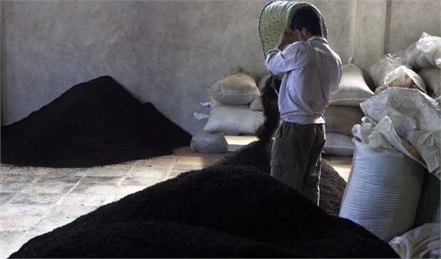 میزان واردات چای سیاه به کشور/ مازاد ۳۰ هزار تنی چای وارداتی در بازار ایران