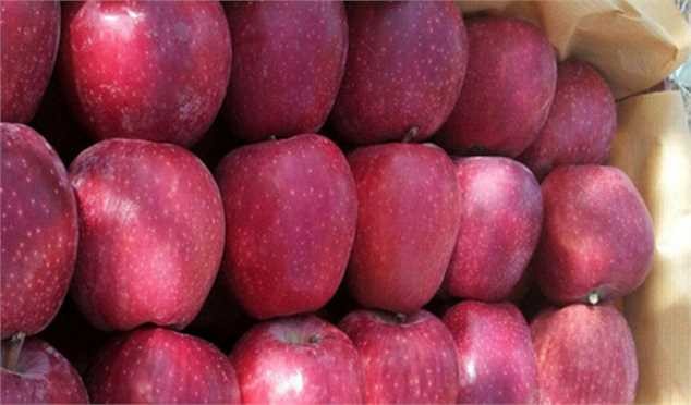 عوارض صادراتی سیب لغو شد