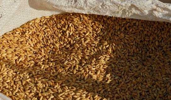 قیمت تضمینی خرید جو اعلام شد