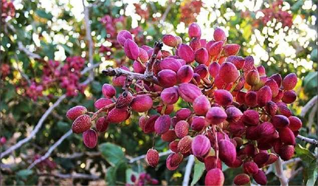 پیشرفت صنعت پسته ایران در بهداشت و بسته‌بندی/ ۱۰۰ درصد کانتینرهای صادراتی آزمایش می‌شوند