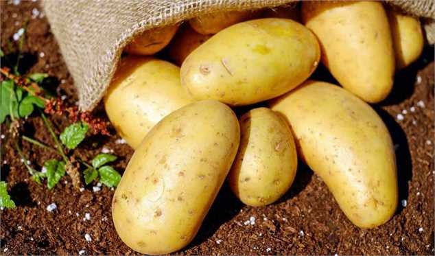 سیب‌زمینی به ۷۵ هزار تومان هم رسید/ ماجرا چیست؟