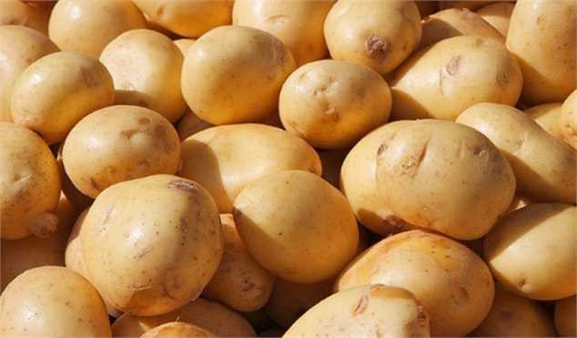 سهمیه‌بندی در توزیع سیب‌زمینی تنظیم بازار نداریم