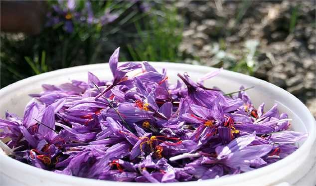 قیمت زعفران با عرضه در بورس کالا به ۱۰۰ میلیون تومان رسید