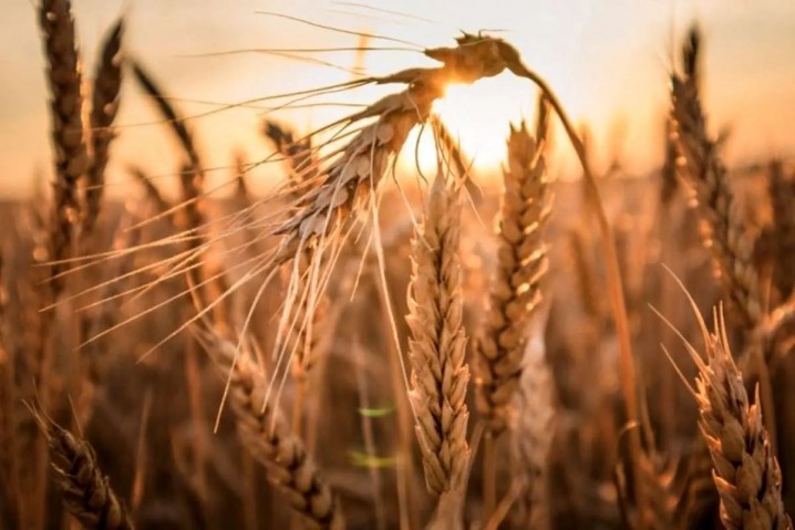 دلار برای گندم و دارو ۲۸ هزار و ۵۰۰ تومان می‌ماند/ الباقی کالا‌های اساسی به تالار دوم منتقل می‌شوند