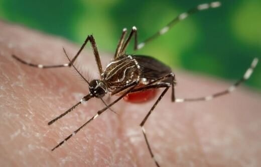 چیکونگونیا؛ ویروسی که کمرتان را خم می‌کند/ کدام کشورها درگیر شده‌اند؟/ بررسی علائم و درمان