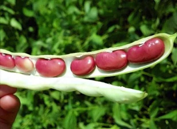 عدم واردات لوبیا به اندازه نیاز منجر به گرانی آن شد