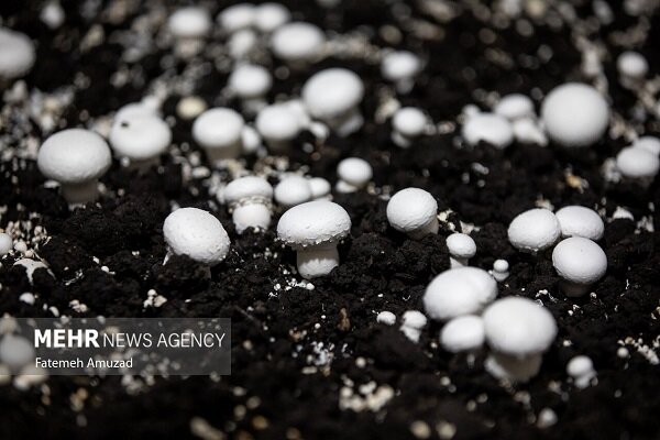 ۱۹۵ هزار تن قارچ خوراکی تا پایان سال تولید می‌شود