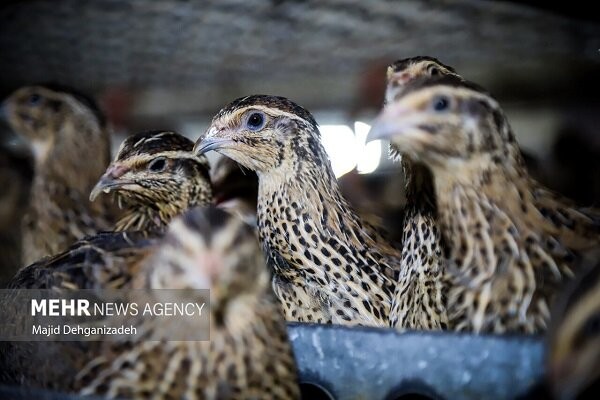 مرغداران نگران تأمین نهاده نباشند