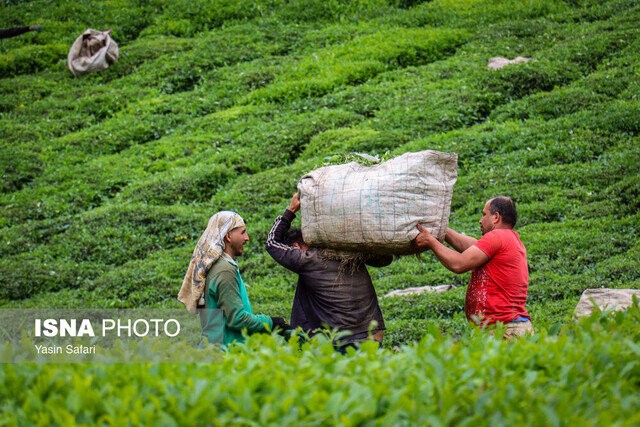 اعلام نرخ خرید تضمینی برگ سبز چای/ صادرات ۱۷ میلیون دلاری