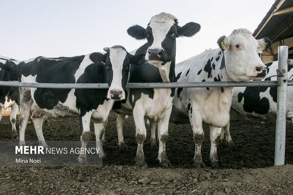  ذبح دام‌های مولد، بحران امنیت غذایی را تشدید می‌کند