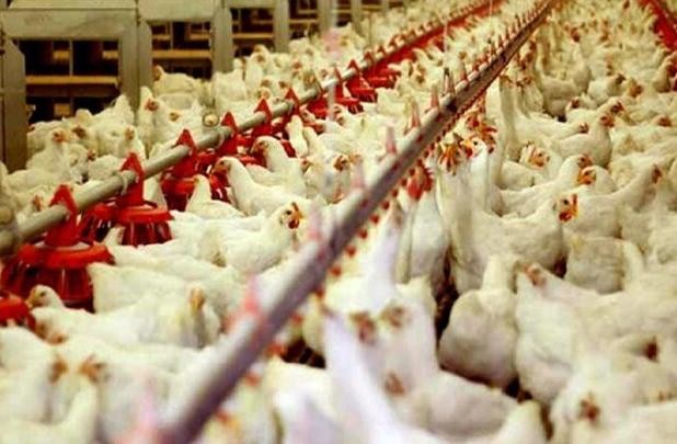 ایران به خودکفایی صددرصدی در گوشت مرغ و تخم‌مرغ رسید