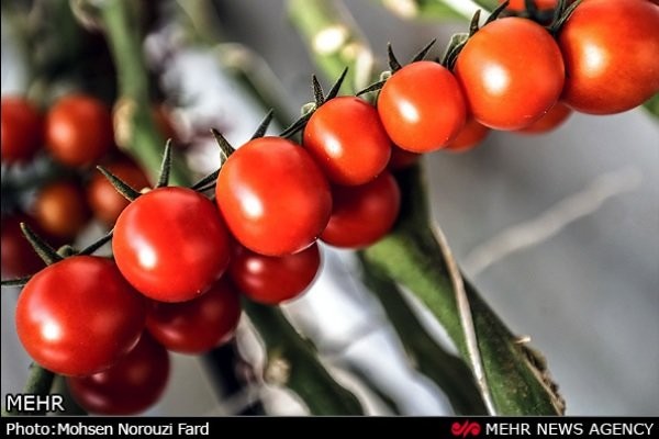 دلایل افزایش ۵۰ درصدی قیمت خیار و گوجهفرنگی