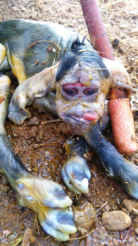 تولد بزغاله شبیه به میمون در بوکان