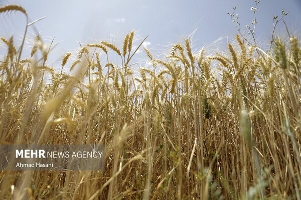 جلسه کارشناسی برای تعیین قیمت گندم امروز برگزار می‌شود