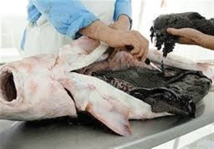 تولید خاویار ۱۷ درصد افزایش یافت