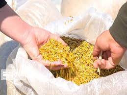 افزایش قیمت برنج مازندران روی موج چهارم
