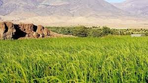 کشاورزان نگران بارش باران در فصل برداشت برنج نباشند/ امسال نیازی به واردات نداریم