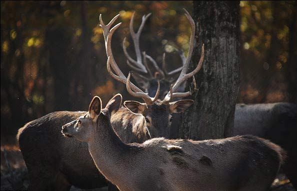 گاوبانگی ؛ سرفصل زندگی مرال ها در تیررس شکارچیان