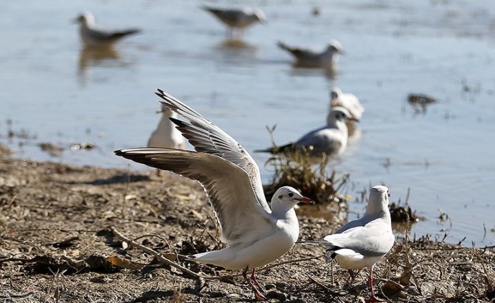 پس از قرنطینه، آنفلوآنزا از دریاچه‌چیتگر گزارش نشد