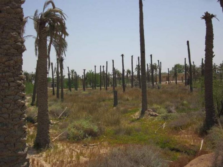 نخل های تشنه بر لب کارون