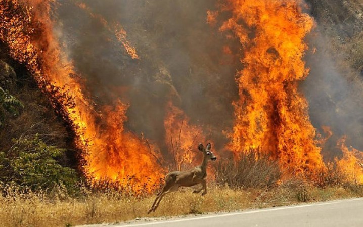 آتش و رخت سیاه بر قامت درختان سبز