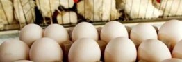 قیمت جدید انواع تخم مرغ اعلام شد