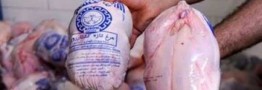 توزیع مرغ منجمد با قیمتی زیر قیمت کشتارگاه