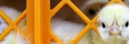 مرغ گران می&zwnj;شود؟