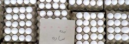 صادرات تخم مرغ آزاد شد