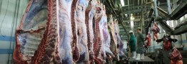تامین مطلوب گوشت قرمز در کشور/ قیمت گوشت متعادل است