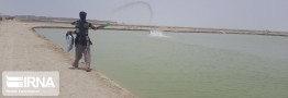 آغاز پرورش میگو از سواحل مَکُران؛ پیش&zwnj;بینی تولید ۶ هزار تن میگو در سیستان و بلوچستان