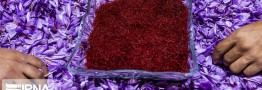رشد ۵۲ درصدی صادرات زعفران در سال جاری/ ۱۰ مقصد صادراتی زعفران ایرانی