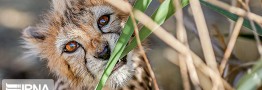 امسال روز ملی یوزپلنگ ایرانی متفاوت است/روایتی از پیروز؛ توله یوز توران