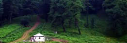 زیباترین جنگل های ایران را بشناسید