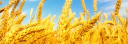 واکنش وزارت جهاد کشاورزی به ادعای اختلاط گندم داخلی با خاک/۴۰ درصد گندم ایران ممتاز است
