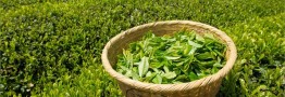 ضریب خودکفایی صنعت چای به ۲۲ درصد رسید