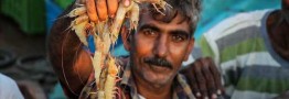 عرضه&zwnj;ی مستقیم راهکاری برای کاهش قیمت آبزیان