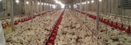آخرین اقدامات توقف شیوع آنفلوانزای پرندگان؛ ابتلای انسانی بعید نیست