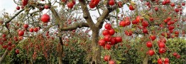 سرمازدگی باغات در ۱۷ استان