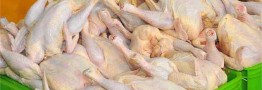مبنای قیمت گذاری 8175 تومانی گوشت مرغ اشتباه است