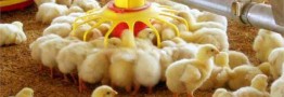 افزایش ٢٥ درصدی قیمت جوجه یک&zwnj;روزه سال ١٣٩٨