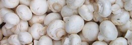 عرضه روزانه قارچ به ۷۰ تن رسید/ نرخ هر کیلو قارچ سر مزرعه ۲۷ هزار تومان است