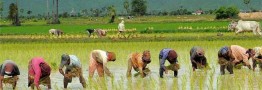 کمبودی در عرضه برنج نداریم/ خودکفایی برنج دست یافتنی است