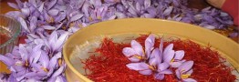 چرا زعفران گران شد؟