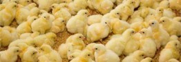 افزایش ۷۰ درصدی قیمت جوجه یک&zwnj;روزه/ مرغ به نرخ مصوب کاهش یافت