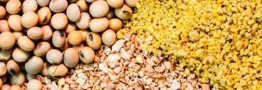 پیش&zwnj;بینی افزایش ۳۰ تا ۴۰ درصدی قیمت غلات